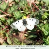 parnassius nordmanni male1